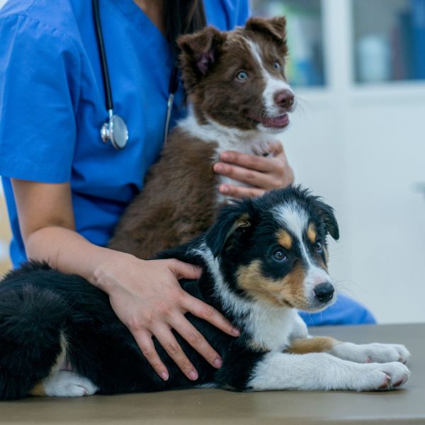 A vet in a blue shirt is holding two dogs