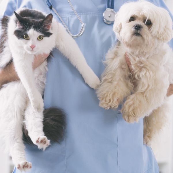 A veterinarian gently holds two dogs and a cat