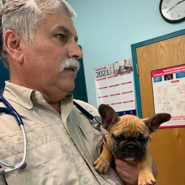 A vet gently holds a small dog in a hospital room