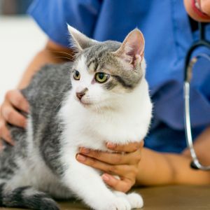 A woman in a blue shirt gently holds a cat