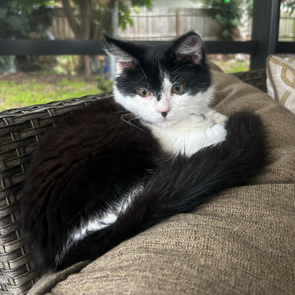 A black and white cat comfortably seated on a couch