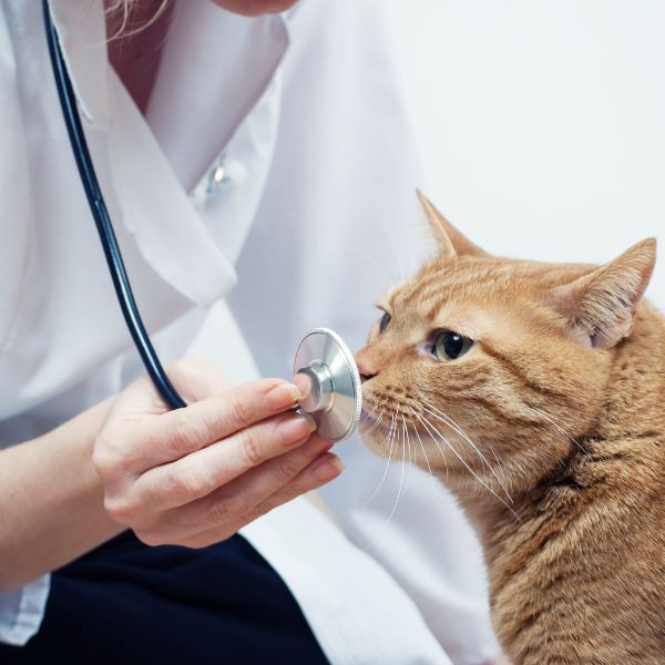 A woman uses a stethoscope to examine a cat