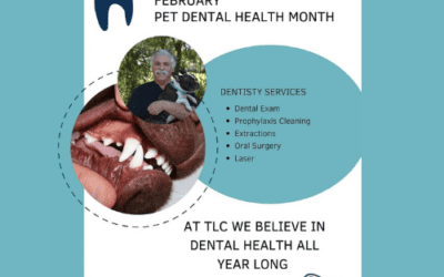 February is Dental Health Month!