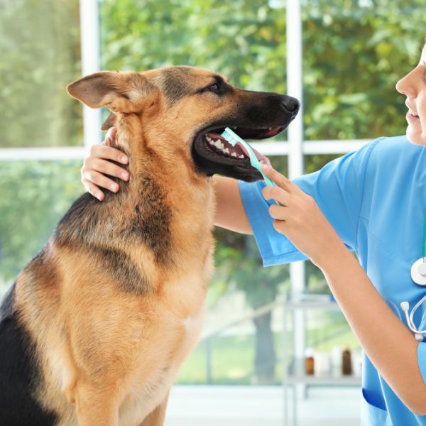 A woman in a blue shirt brushes the teeth of a German Shepherd