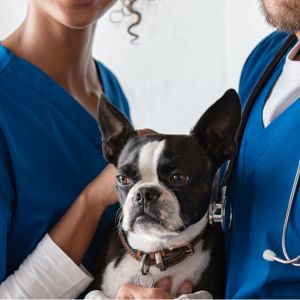 A man and woman in blue scrubs are gently holding a dog together