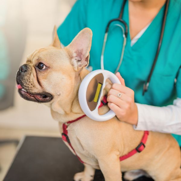 A woman gently holds a dog's head