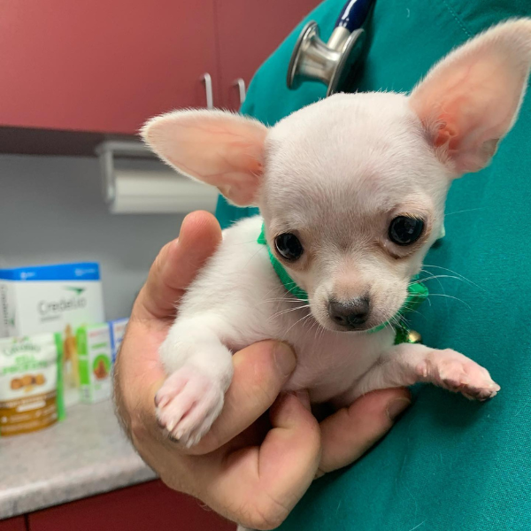 A small white chihuahua is gently held by a veterinarian