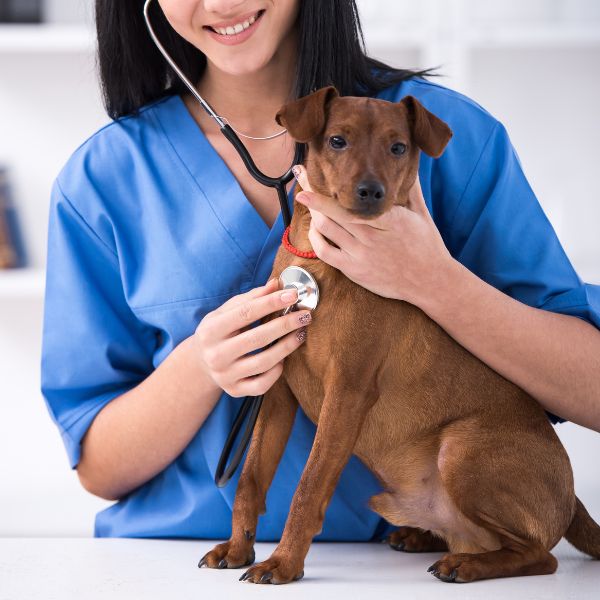 A woman in blue scrubs gently holds a dog