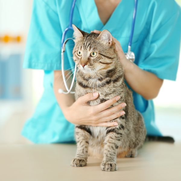 A woman in a blue shirt gently holds a cat