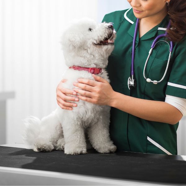 A woman in a green uniform is holding a small white dog