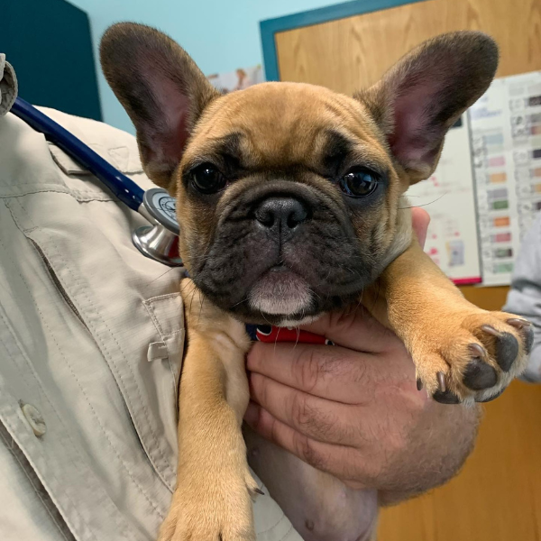 vet hold a pug dog