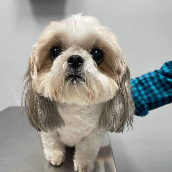 person hold a puppy