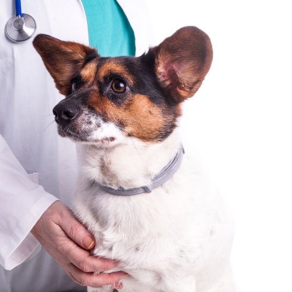 A veterinarian examines a dog during a routine check-up