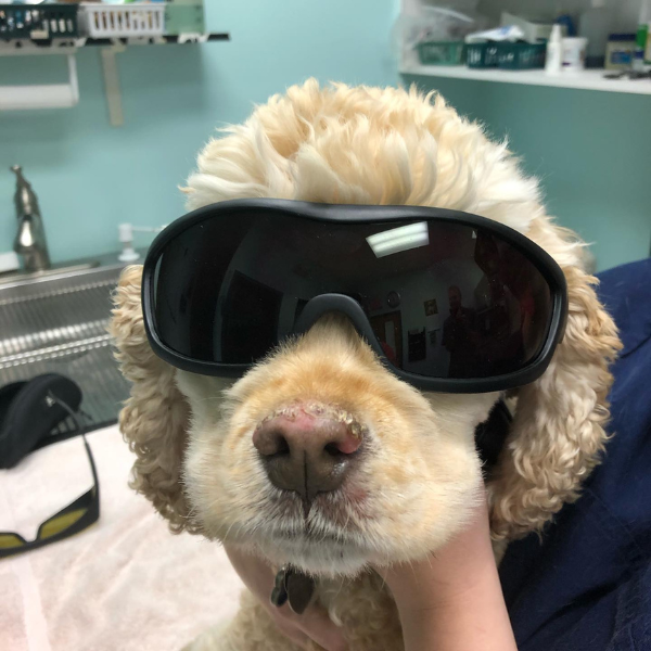 A dog wearing sunglasses