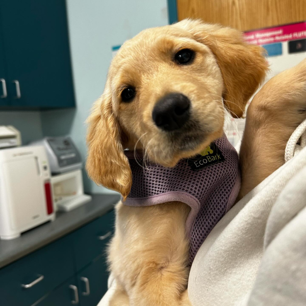 A woman gently cradles a puppy