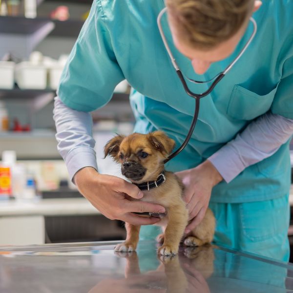 A veterinarian examines a small dog on a table