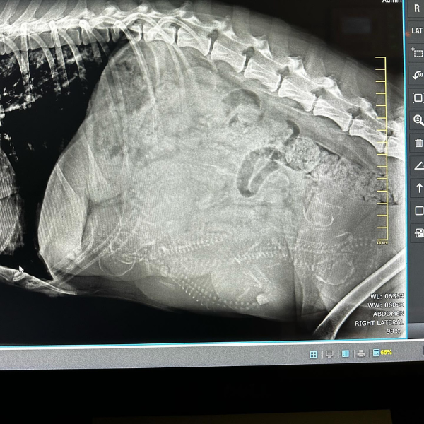 x-ray of pet