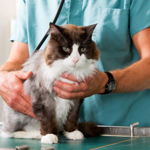 A veterinarian examines a cat using a stethoscope