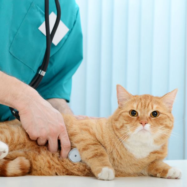 A veterinarian examines a cat during a routine check-up