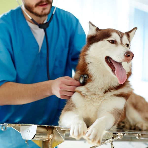 A veterinarian uses a stethoscope to examine a dog