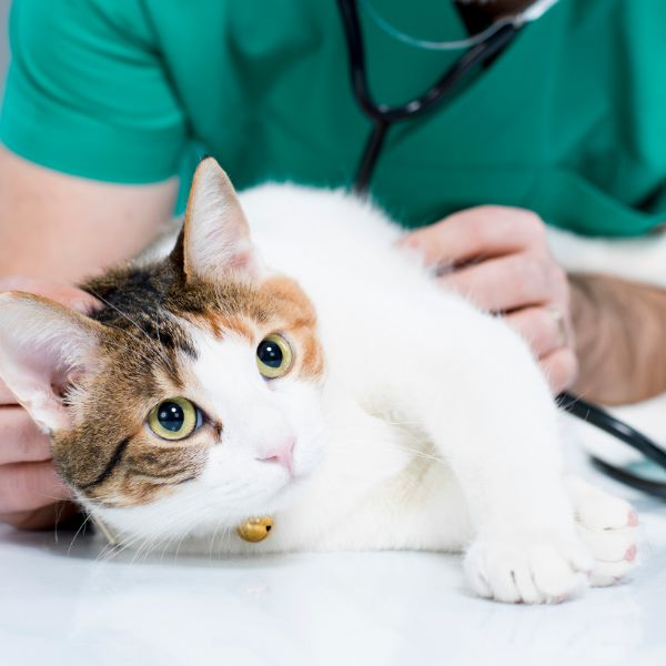 A veterinarian examines a cat during a routine check-up