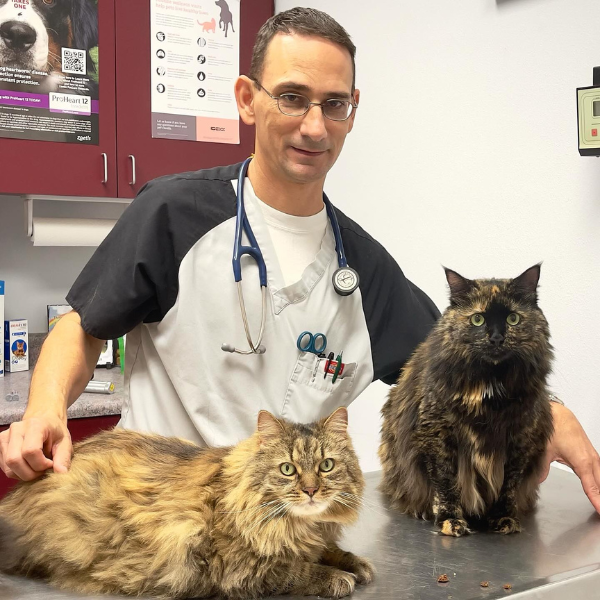 vet examing two cat